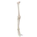 3B Scientific Leg Skeleton w/o hip bone - w/ 3B Smart Anatomy 1019359